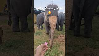 දැක්කද එයාගෙ හුරතලේ | #srilanka #elephantvideo #beutifull