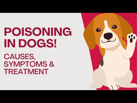 How long does it take for a dog to show signs of poisoning?