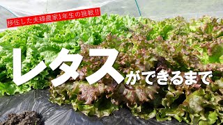 【レタスができるまで】田舎に移住した夫婦が種からレタスを作ります。農家1年生の挑戦‼