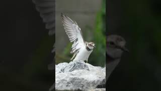 🐦【鳥図鑑】🐦コチドリ（53）Little ringed plover