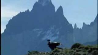 Afroamerindios Channel - The Andean CONDOR