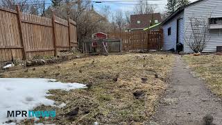 Duluth bird bonanza: Cold weather pauses flights north