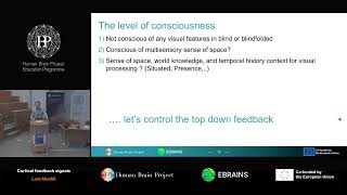 Lars Muckli - Cortical feedback signals