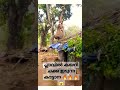 കാട്ടാന പ്ലാവിൽ കയറി ചക്ക ഇടുന്നു..