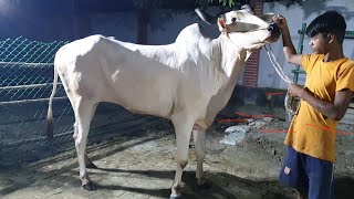 Giant 63 Inch Tall Indian Bolod Goru | Getting Prepared For Eid Ul Adha 2022 | Dhaka Cow Mania