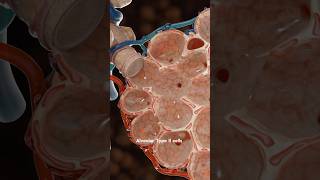 Inside the lungs: The importance of alveoli - 3D visualization (part 2)