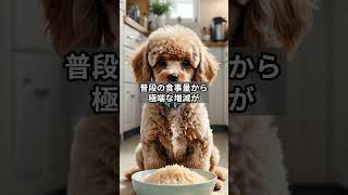 犬からのSOSサイン　#犬 　#犬のいる暮らし  #shorts  #犬のいる暮らし #犬のいる生活