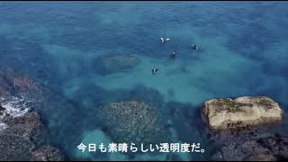 葉山芝崎でダイビング