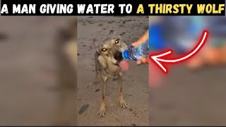 A MAN GIVING WATER TO A THIRSTY WOLF IN THE ARAB DESERT !