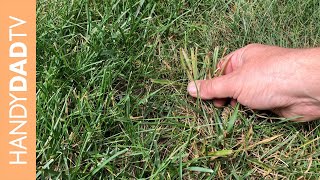 Fungus and Crabgrass and Nutsedge OH MY