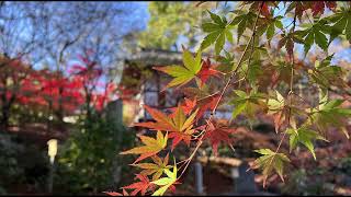 晩秋の長岡天満宮錦景苑　2022