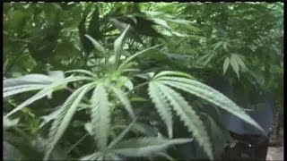 Study shows increase in deadly accidents where pot is legal