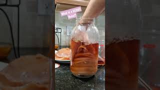 What is a SCOBY Hotel? #kombucha #scobyhotel #scoby