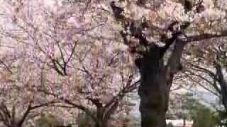 Sakura (cherry blossom) 桜　花見