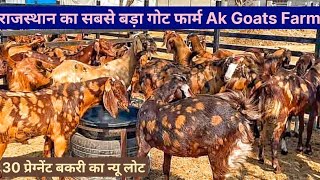 sirohi bakra /sirohi bakri /sirohi bakri palan /sirohi bakri palan kaise karen /sirohi bakri kahan