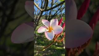 Iconic Hawaiian Flower