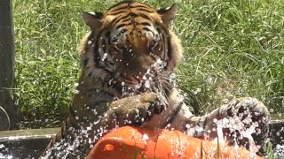 Amur Tiger Fukun 💗 Dispel the heat with pool water [Tennoji Zoo]