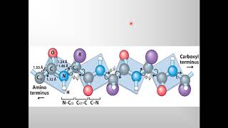 Chapter 4 - Proteins-Part 1