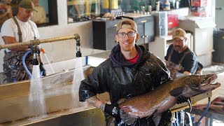 Spawning Fall-Run Chinook Salmon Kickoffs at CDFW's Nimbus Fish Hatchery
