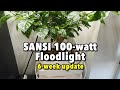 Sansi 100-watt floodlight pepper growing test - Six week update