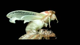 Cicada Molting Time Lapse