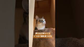 【猫動画】押入れでゆっくりくつろぐ猫を見つけた　#shorts