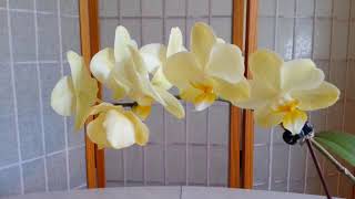 日：蝴蝶蘭花朵對藥物過敏。花老珠黃，珠露變色了！phalaenopsis orchid