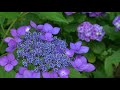 白い縁取りの美しいアジサイ 紫陽花 ~2018年6月14日~ hydrangea macrophylla みかも山公園 三毳山 栃木県栃木市岩舟町 4k