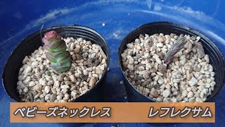 【ベビーズネックレス、レフレクサム  -挿し木-】 今回も友人に頂いた多肉植物を挿し木で育てます！