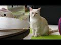 【走る猫）ランニングマシーンで遊ぶ猫