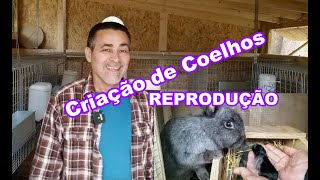 Criação de Coelhos - REPRODUÇÃO / Rabbit Breeding - REPRODUCTION