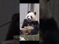 25.1.8辰汐～敷面膜的大熊猫chen xi~giant panda with facial mask 大熊猫 大熊猫宝力 大熊猫青宝 大熊猫谊谊 大熊猫升谊