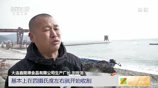 [中国三农报道]乡聚春天里·不负农时 辽宁大连：开春第一鲜 裙带菜迎收获|农业致富经 Agriculture And Farming