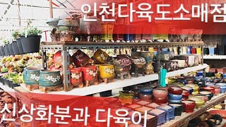 인천다육도매 신상화분과 신상 다육이들이 23일(금) 농장에 도착합니다.