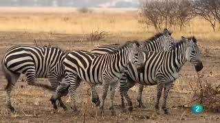 Wild Africa, The Serengeti, Tanzania. Great Documentaries!# ពិភពសត្វ - Animal World