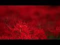 kinchakuda one ofjapan s biggest red spider lily fields