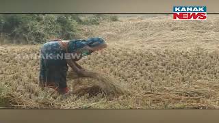 Kakatpur And Astaranga Farmers Facing Hardship | Concerns For Submerged Kharif Paddy Crops