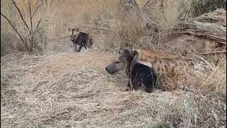 HYENA MUM NEEDS A NAP