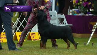 Rottweilers | Breed Judging 2022