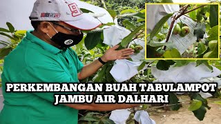 THE DEVELOPMENT OF THE DALHARI WATER GUVA TABULAMPOT FRUIT