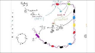 Régulation du cycle cellulaire