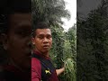 panen kacang panjang setelah dipotong jadi kacang pendek