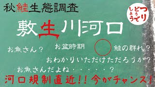 敷生川河口　秋鮭生態調査　秋鮭シーズン　北海道白老方面の釣り