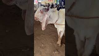 Ajme Bakra mandi ￼ live update #shortsvideo #bakramandi # top quality Sojat Goat’s #bakramandi2023 #