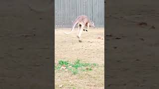 Red Kangaroo Hop #shorts