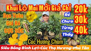 29/11☎️0366059934☎️🌲mai vàng giá rẻ🌲20k-30k-40k-siêu bông bình lợi-cúc hương chùm-Phú tân-quá rẻ…🌲