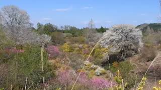 栃木県茂木まち”花の山”byこがねえむし