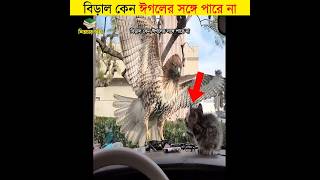 বিড়াল কেন ইগলের সঙ্গে পারে না || শিক্ষার পথ #shorts #eagle