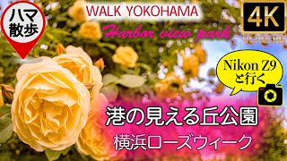 【ガーデン紹介】バラ園の散歩！ 2022年の見どころ　港の見える丘公園「 横浜ローズウィーク」  ( NikonZ9 と行くお散歩 ) 4K UHD イベント