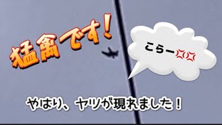 レース鳩の舎外中に猛禽が現れました。